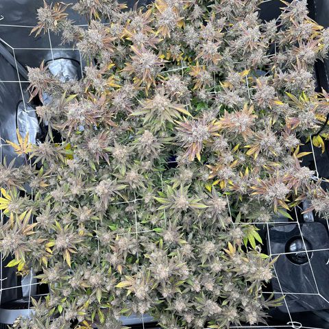 Princess Haze growlog timeline photo