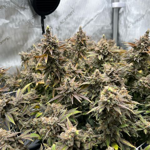 Princess Haze growlog timeline photo