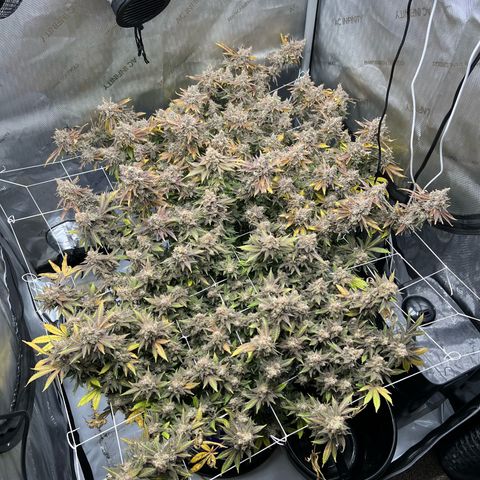 Princess Haze growlog timeline photo
