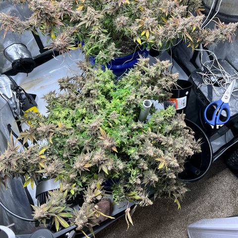 Princess Haze growlog timeline photo