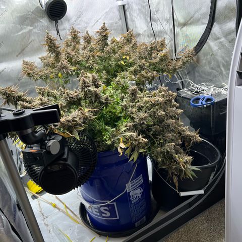 Princess Haze growlog timeline photo