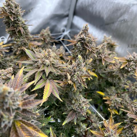 Princess Haze growlog timeline photo