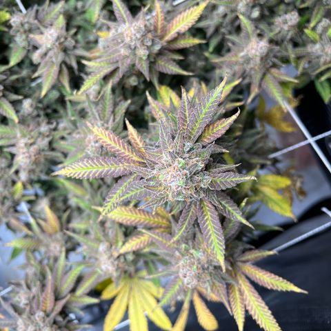 Princess Haze growlog timeline photo