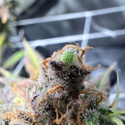 Princess Haze growlog timeline photo