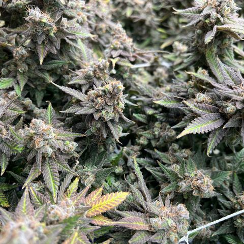 Princess Haze growlog timeline photo