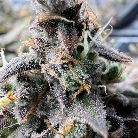 Princess Haze growlog timeline photo