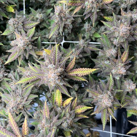 Princess Haze growlog timeline photo