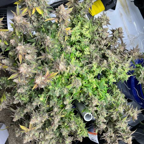 Princess Haze growlog timeline photo