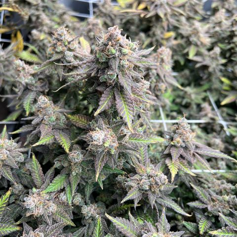 Princess Haze growlog timeline photo