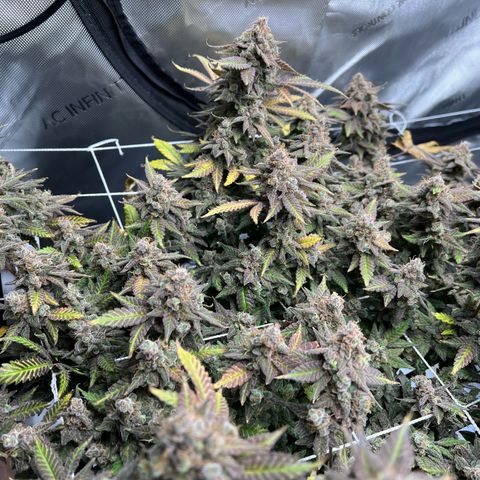 Princess Haze growlog timeline photo