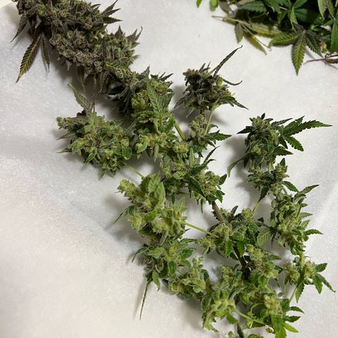 Princess Haze growlog timeline photo