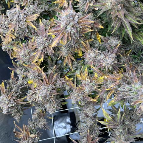 Cheetah the Hut growlog timeline photo