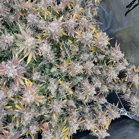 Cheetah the Hut growlog timeline photo