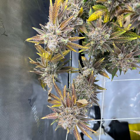 Cheetah the Hut growlog timeline photo