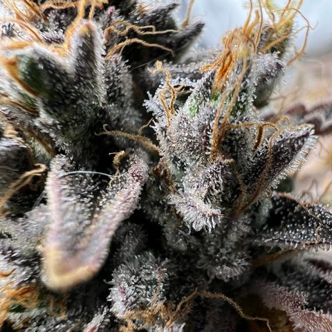 Cheetah the Hut growlog timeline photo