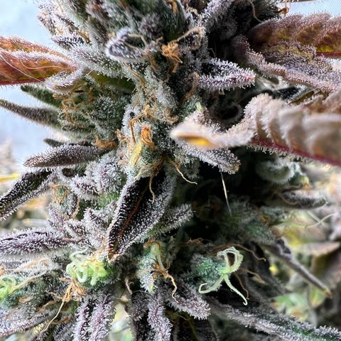 Cheetah the Hut growlog timeline photo