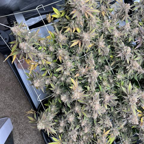 Princess Haze growlog timeline photo