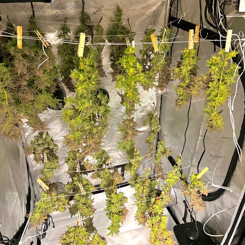 Princess Haze growlog timeline photo