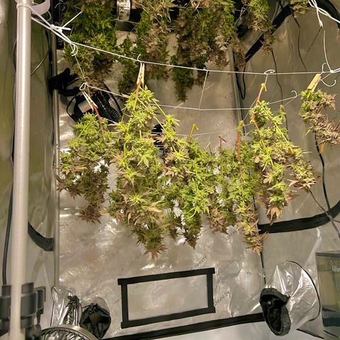 Princess Haze growlog timeline photo