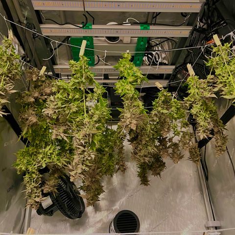 Princess Haze growlog timeline photo