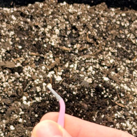 Northern Light Auto RQS growlog photo: Planting day 🌱