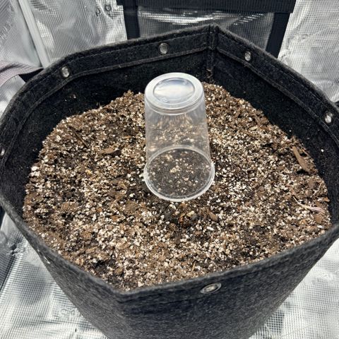 Northern Light Auto RQS growlog photo: Planting day 🌱
