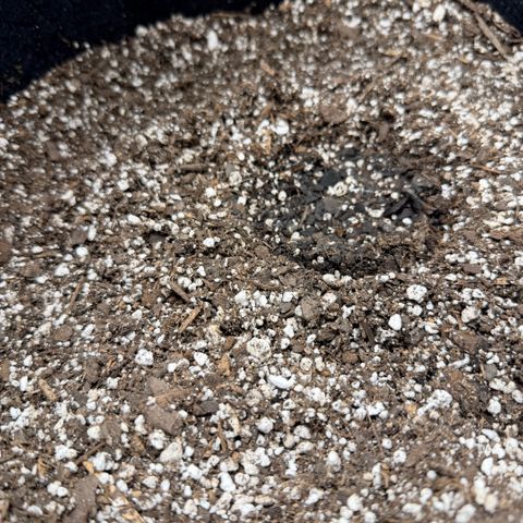 Northern Light Auto RQS growlog photo: Still moist under the cup so no water added