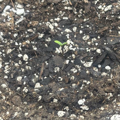 Northern Light Auto RQS growlog photo: She finally emerged