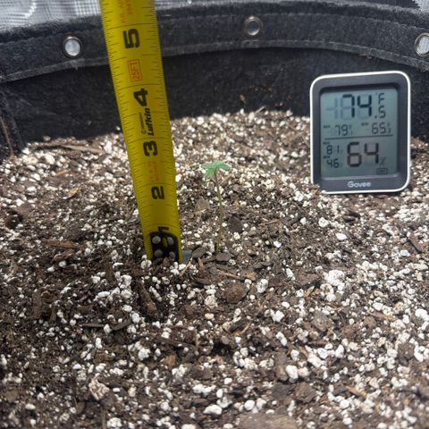 Northern Light Auto RQS growlog timeline photo