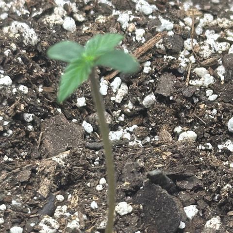 Northern Light Auto RQS growlog timeline photo