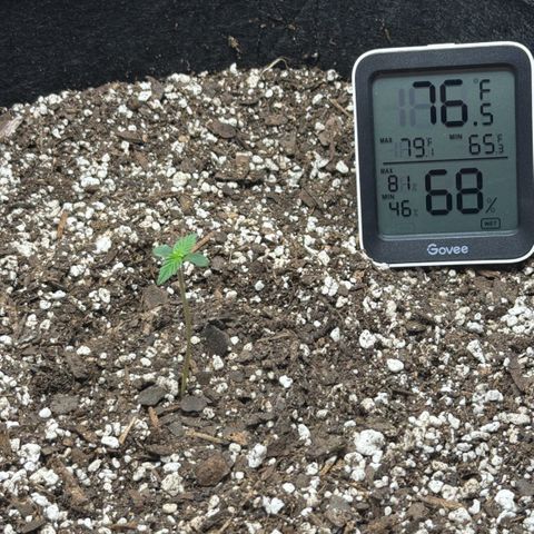 Northern Light Auto RQS growlog photo: Stretching seemed to have stopped 