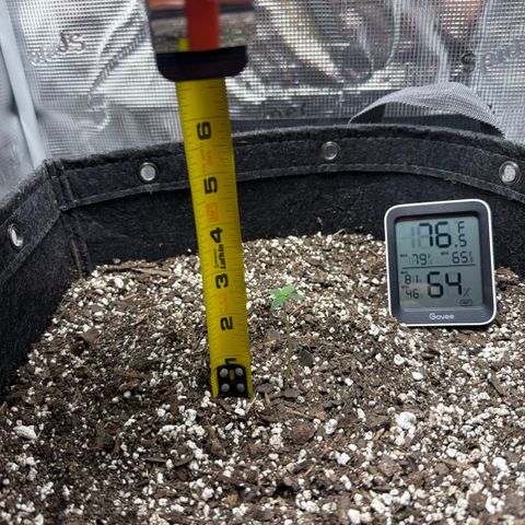 Northern Light Auto RQS growlog photo: Stretching seemed to have stopped 