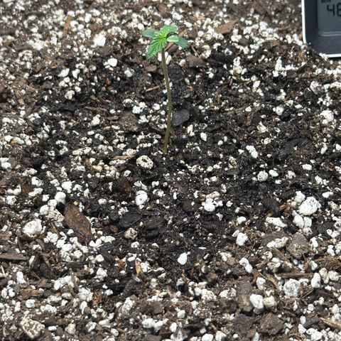 Northern Light Auto RQS growlog photo: Stretching seemed to have stopped 