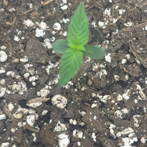 Northern Light Auto RQS growlog timeline photo
