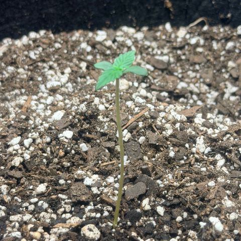 Northern Light Auto RQS growlog timeline photo