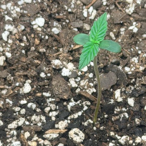 Northern Light Auto RQS growlog timeline photo