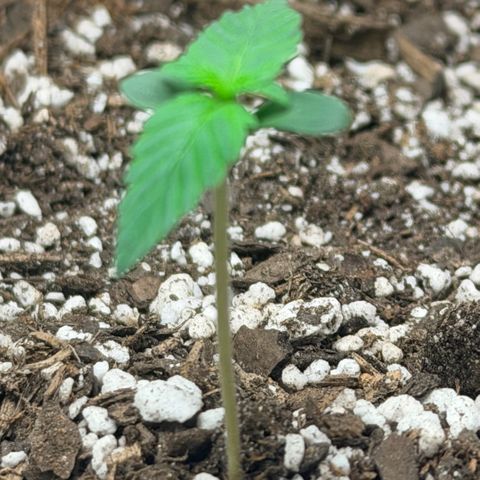 Northern Light Auto RQS growlog timeline photo