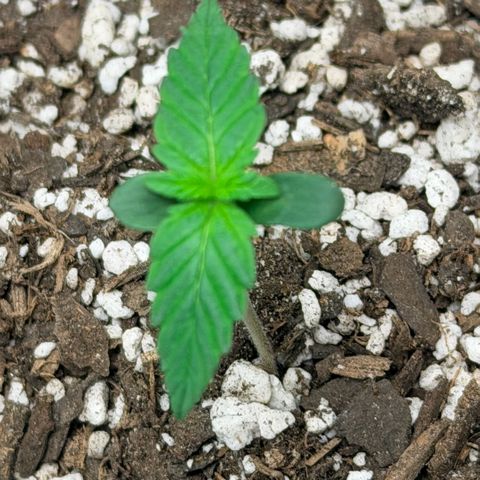 Northern Light Auto RQS growlog timeline photo