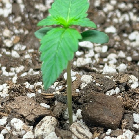 Northern Light Auto RQS growlog timeline photo