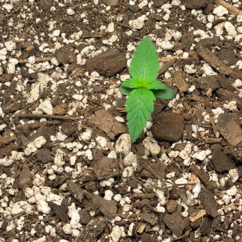 Northern Light Auto RQS growlog timeline photo
