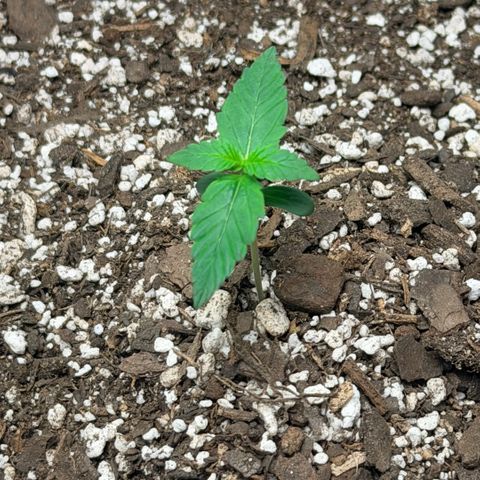Northern Light Auto RQS growlog timeline photo