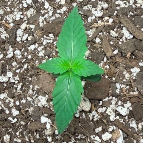 Northern Light Auto RQS growlog timeline photo