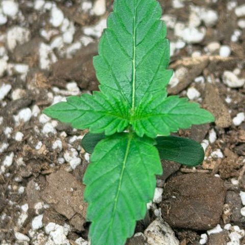 Northern Light Auto RQS growlog timeline photo