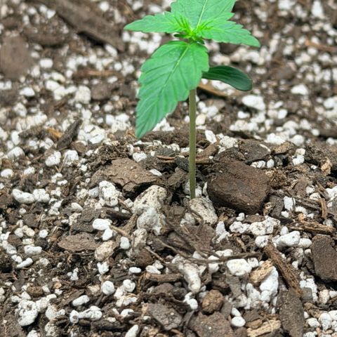 Northern Light Auto RQS growlog timeline photo