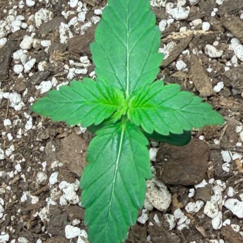 Northern Light Auto RQS growlog timeline photo