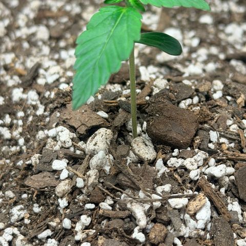 Northern Light Auto RQS growlog timeline photo