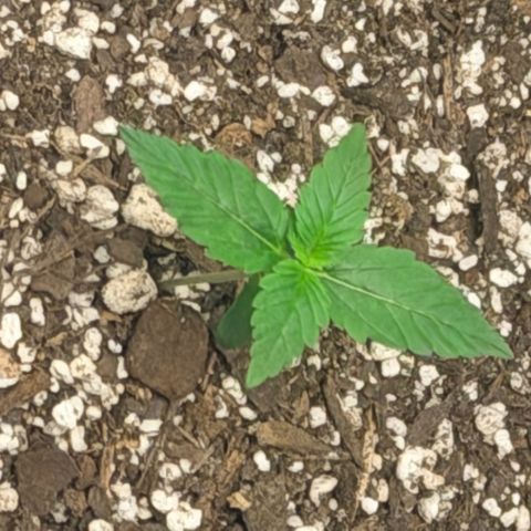 Northern Light Auto RQS growlog timeline photo