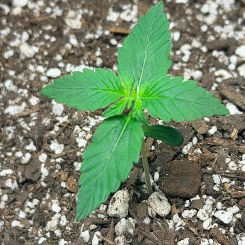 Northern Light Auto RQS growlog timeline photo
