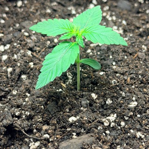 Northern Light Auto RQS growlog timeline photo