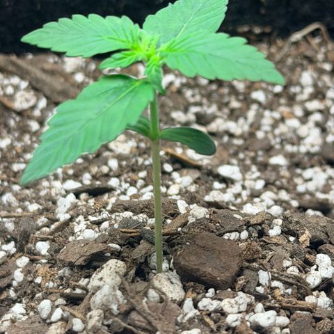 Northern Light Auto RQS growlog timeline photo